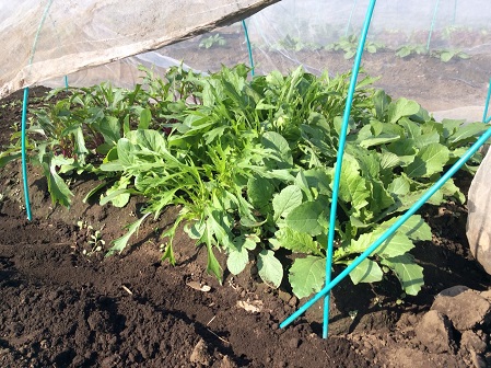 ゆ*ぺ様 grounds 25cm “トゲトゲ”